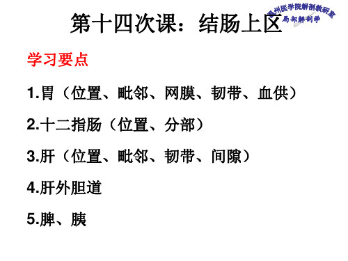 局部解剖学-结肠上区PPT课件