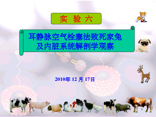 耳静脉空气栓塞法致死家兔及内脏系统解剖学观察(课堂PPT)