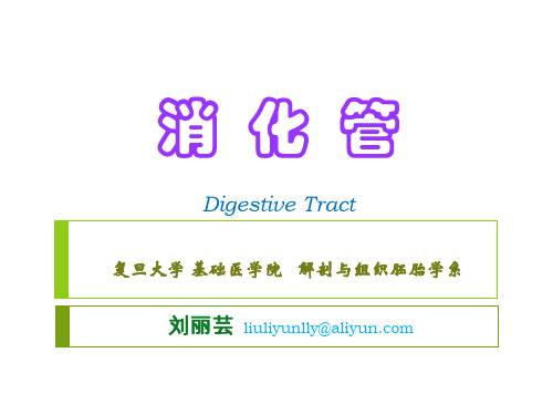 《组织学与胚胎学》实验：消化管-Digestive Tract-刘丽芸