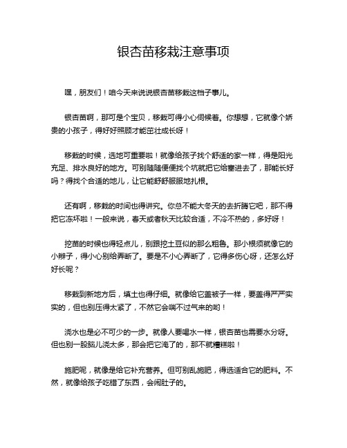 银杏苗移栽注意事项