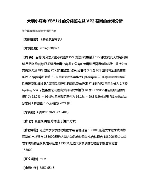 犬细小病毒YBYJ株的分离鉴定及VP2基因的序列分析