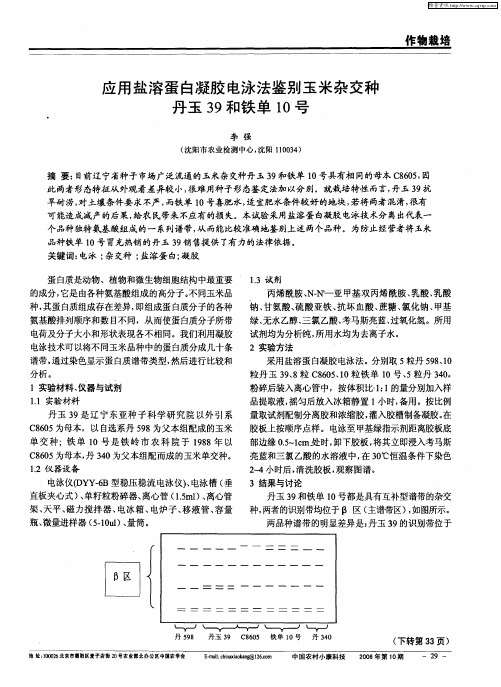 应用盐溶蛋白凝胶电泳法鉴别玉米杂交种丹玉39和铁单10号