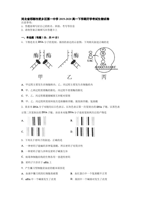 河北省邯郸市肥乡区第一中学2019-2020高一下学期开学考试生物试卷 Word版含答案