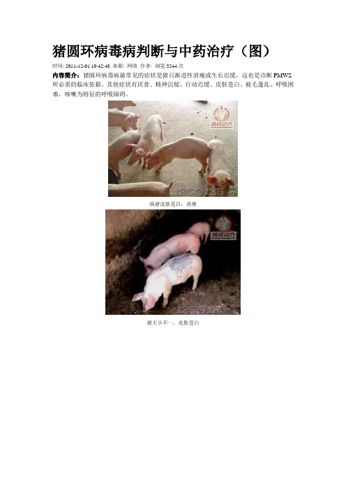 猪圆环病毒病判断与中药治疗