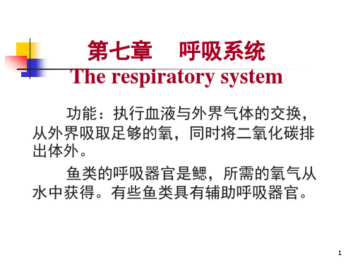 鱼类的呼吸系统ppt课件