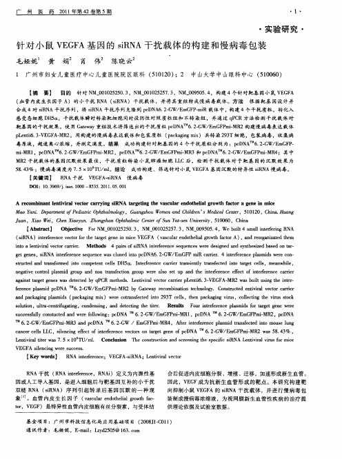 针对小鼠VEGFA基因的siRNA干扰载体的构建和慢病毒包装