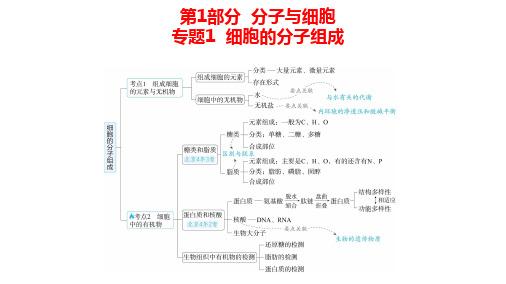 高中生物总复习讲解课件：专题1  细胞的分子组成(共16张PPT)