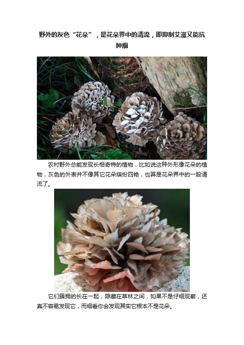 野外的灰色“花朵”，是花朵界中的清流，即抑制艾滋又能抗肿瘤