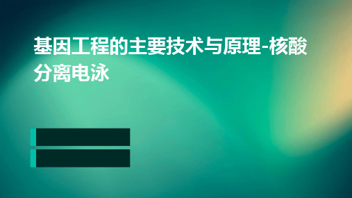 基因工程的主要技术与原理-核酸分离电泳