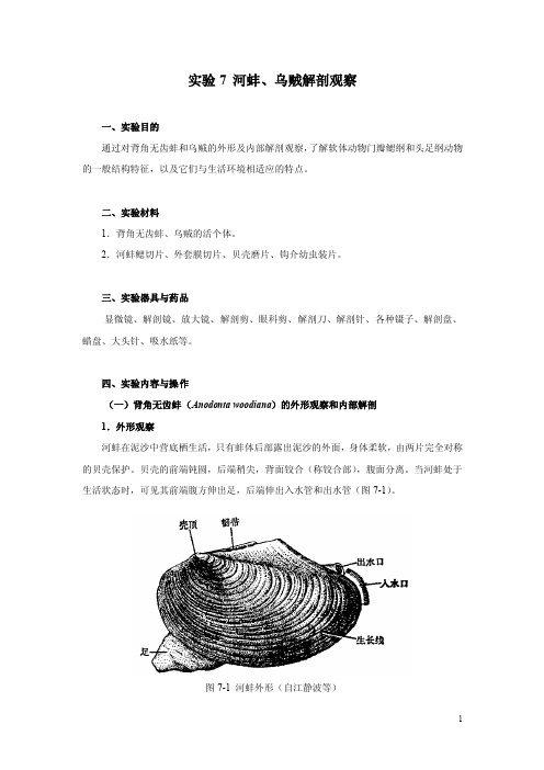 乌贼外形及内部解剖.doc