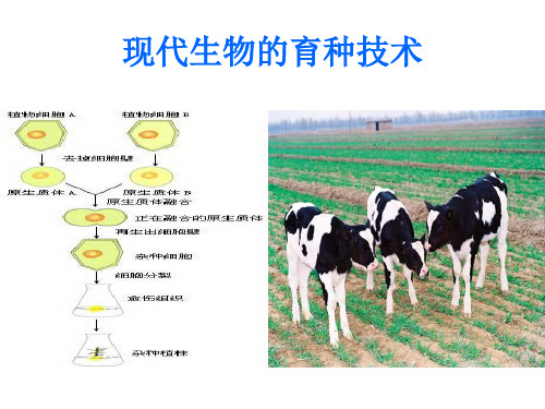 生物：2.2《现代生物技术在育种上的应用》课件(1)(新人教版选修2)