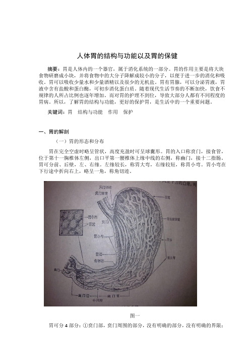 综述胃的结构与功能