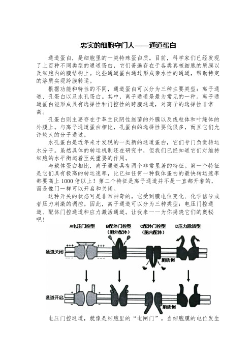 忠实的细胞守门人——通道蛋白