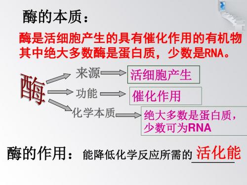 5.1.2酶的特性