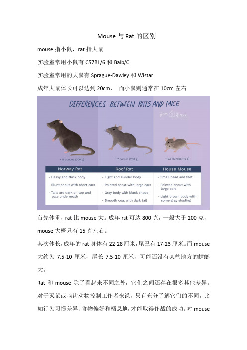 rat和mouse的区别