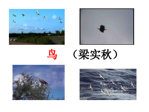 《鸟》PPT