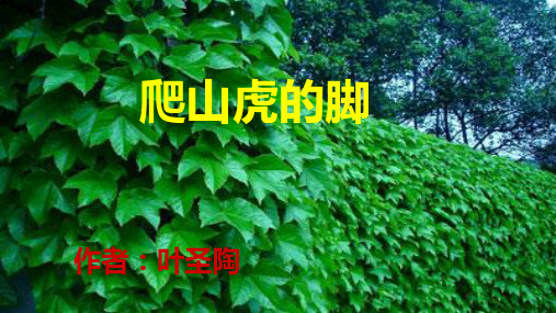 《爬山虎的脚》ppt课件