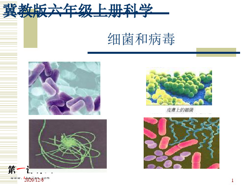 细菌和病毒 (冀教版)六年级科学上册精品PPT教学课件