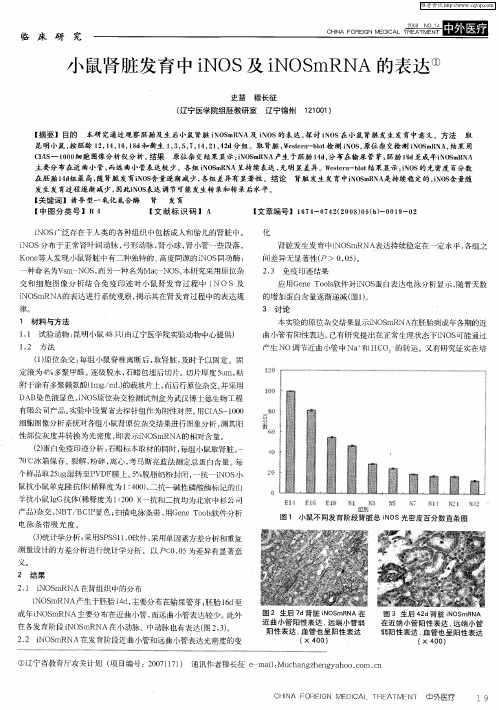 小鼠肾脏发育中iNOS及iNOSmRNA的表达