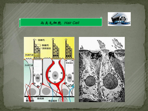 岳文龙《前庭系统的功能解剖学》