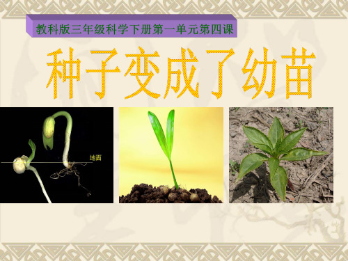 教科版三年级科学下册-第一单元第四课-种子变成了幼苗(含课堂作业)PPT课件