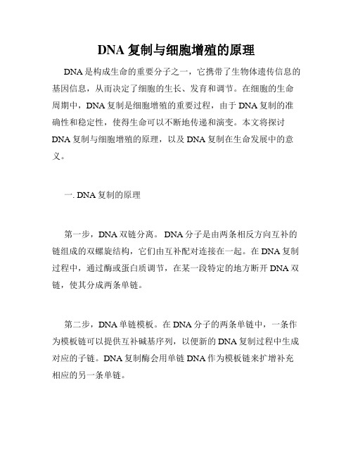 DNA复制与细胞增殖的原理