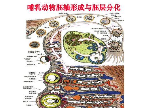 发育生物学体轴与胚层