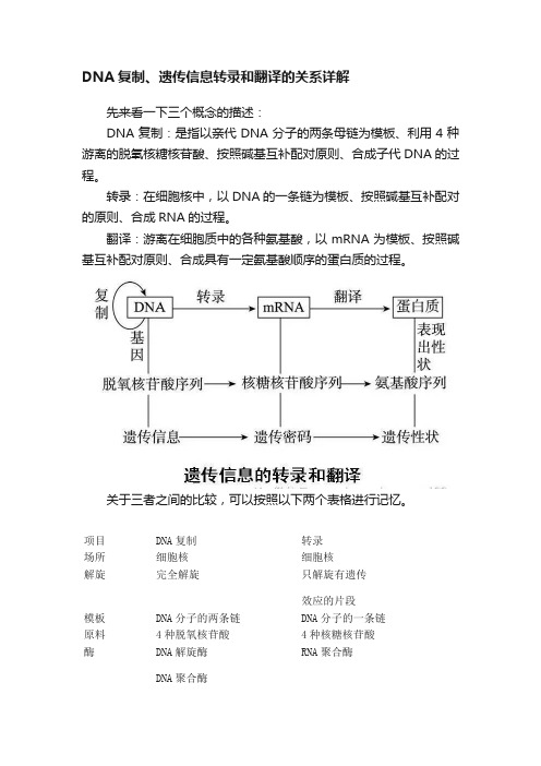 DNA复制、遗传信息转录和翻译的关系详解