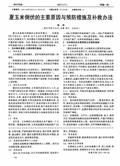 夏玉米倒伏的主要原因与预防措施及补救办法