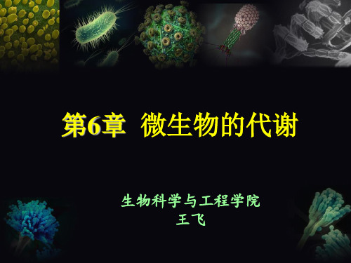 第6章微生物的代谢ppt课件