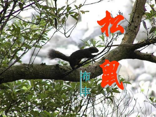 七年级语文松鼠[人教版]
