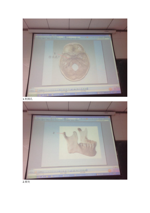 人体形态学实验图片