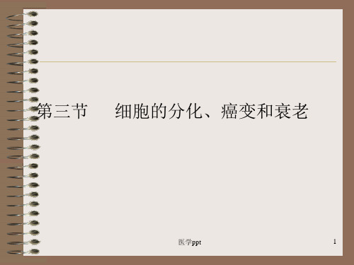 高二生物第三节细胞的分化、癌变和衰老