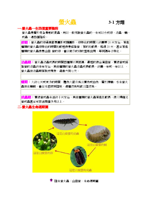 萤火虫一生四个重要阶段