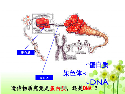 肺炎双球菌的转化实验28733ppt课件