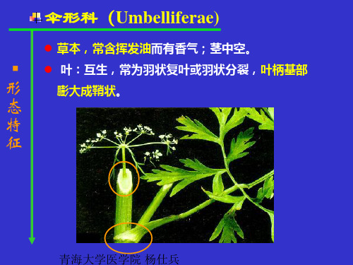 伞形科