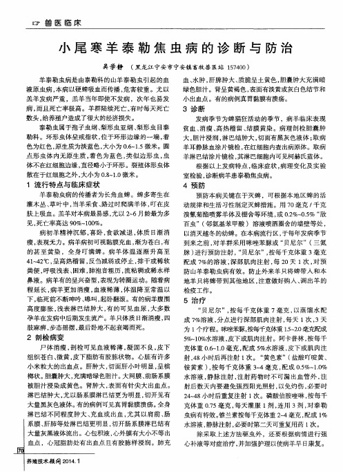 小尾寒羊泰勒焦虫病的诊断与防治