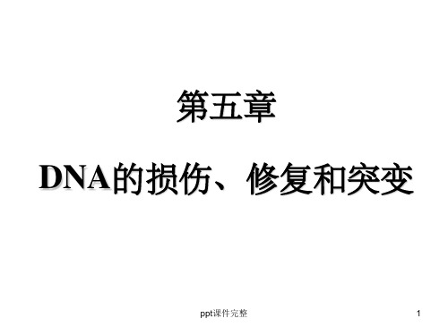 DNA的损伤修复及突变ppt课件