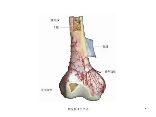 系统解剖学图谱课件