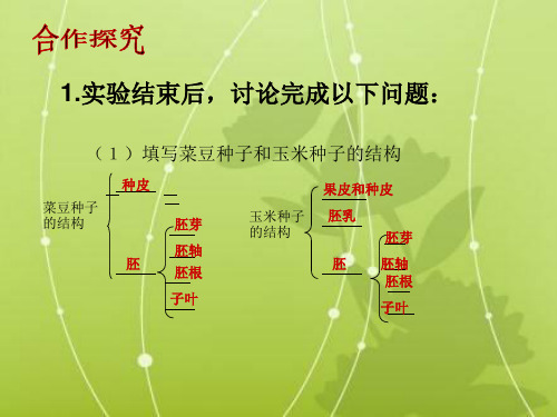 人教版七上第二章第一节种子的萌发课件