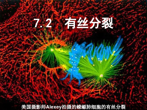 沪科版生命科学高二上7-2《有丝分裂》精品