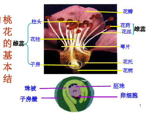 绿色植物与生物圈的水循环