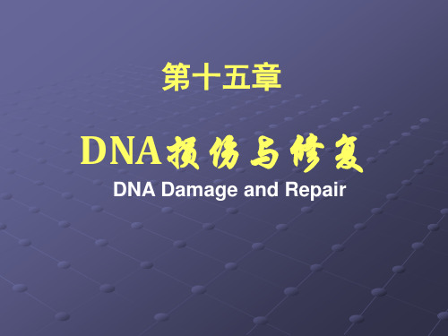 DNA损伤与修复ppt课件