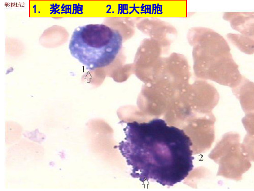 骨髓细胞图谱