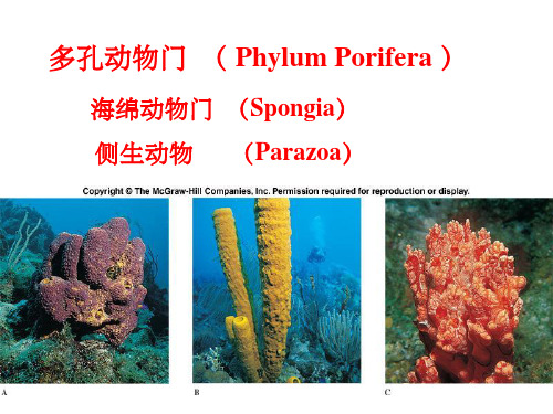 《海绵动物门》PPT课件 (2)