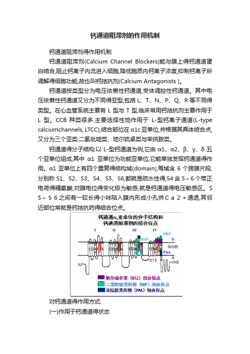 钙通道阻滞剂的作用机制