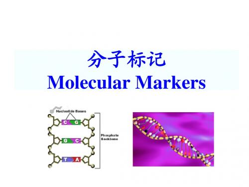 5.分子标记091110