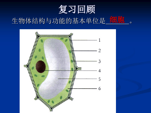 细胞分裂与分化课件(苏教版)