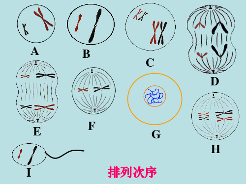 2.2(减数分裂图像判断)基因在染色体上