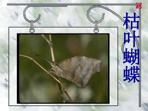 初中语文《枯叶蝴蝶》(共15张)ppt12(说课)